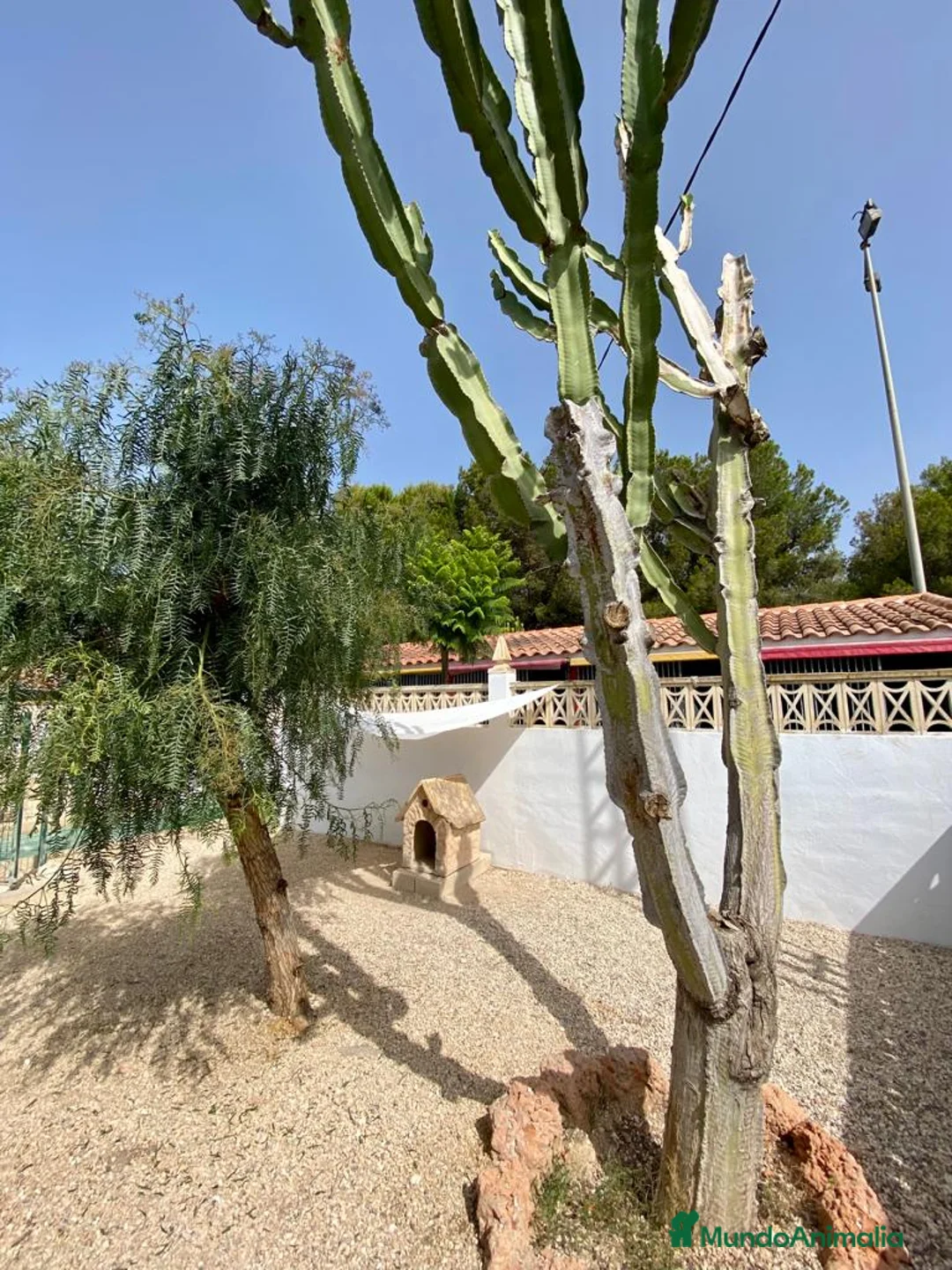 Pinscher Alemán perros en venta: Benidorm Todos los servicios para tu mascota  en Alicante - Anuncio 10