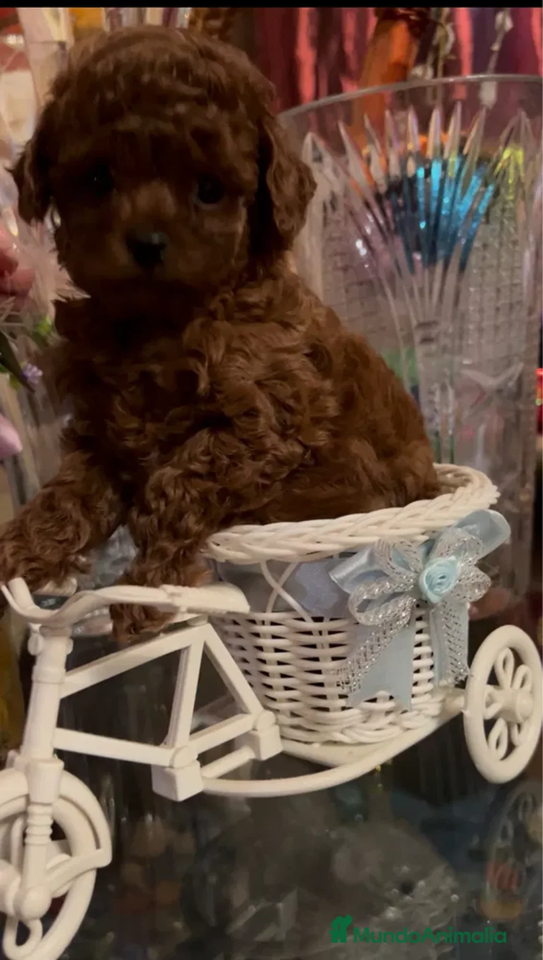 Caniche Toy perros en venta: caniche asiático, rojo, alta calidad - Imagen 1