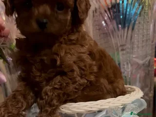 Caniche Toy perros - Anuncio 23