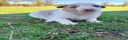 Border Collie perros en venta: Border Collie - Anuncio 34
