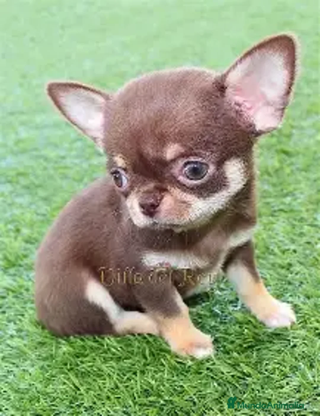 Imagen de galería {{count}}