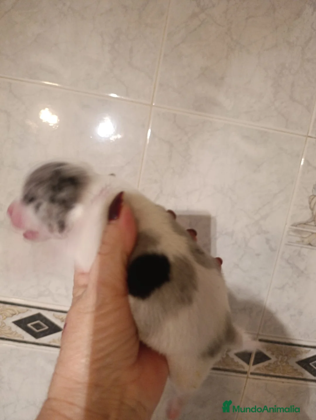 Chihuahua perros en venta: CHIHUAHUAS MERLES EXCLUSIVOS - Anuncio 8