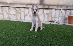 Husky Siberiano perros en venta: Encantadores cachorros Husky Siberiano  - Imagen 5