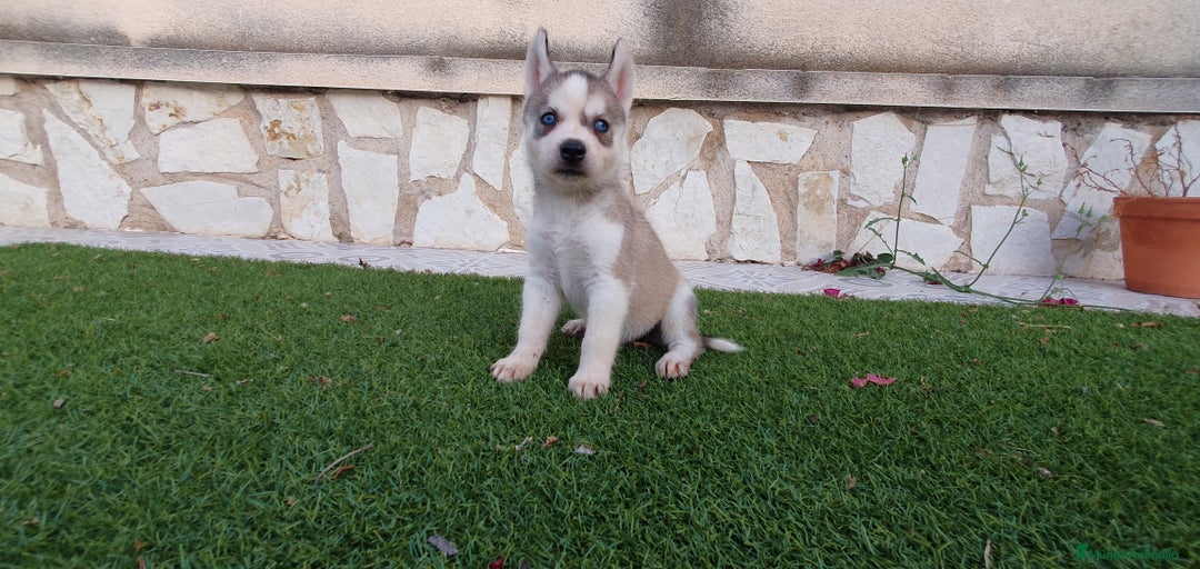 Husky Siberiano perros en venta: Encantadores cachorros Husky Siberiano  - Imagen 5