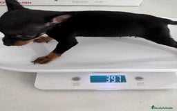 Pinscher Miniatura perros en venta: MINI PINSCHER MUNIATURA - Anuncio 19