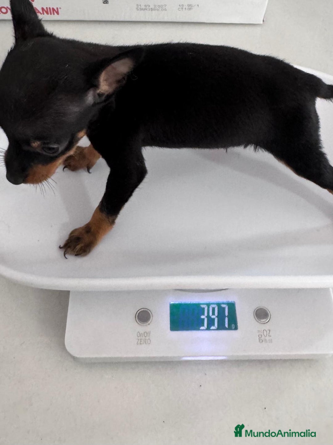 Pinscher Miniatura perros en venta: MINI PINSCHER MUNIATURA - Anuncio 19