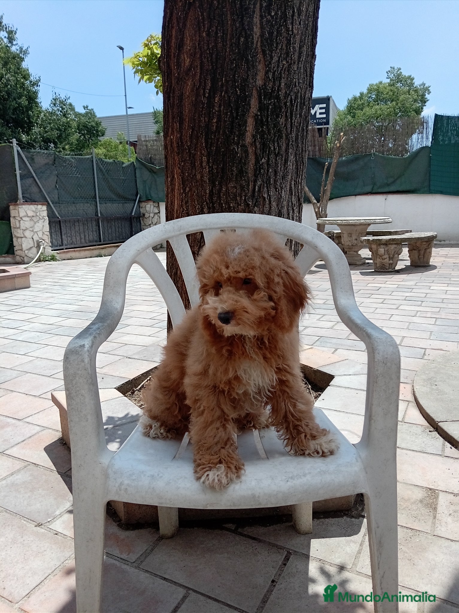 Caniche Enano perros en venta: Caniche enano - Anuncio 2