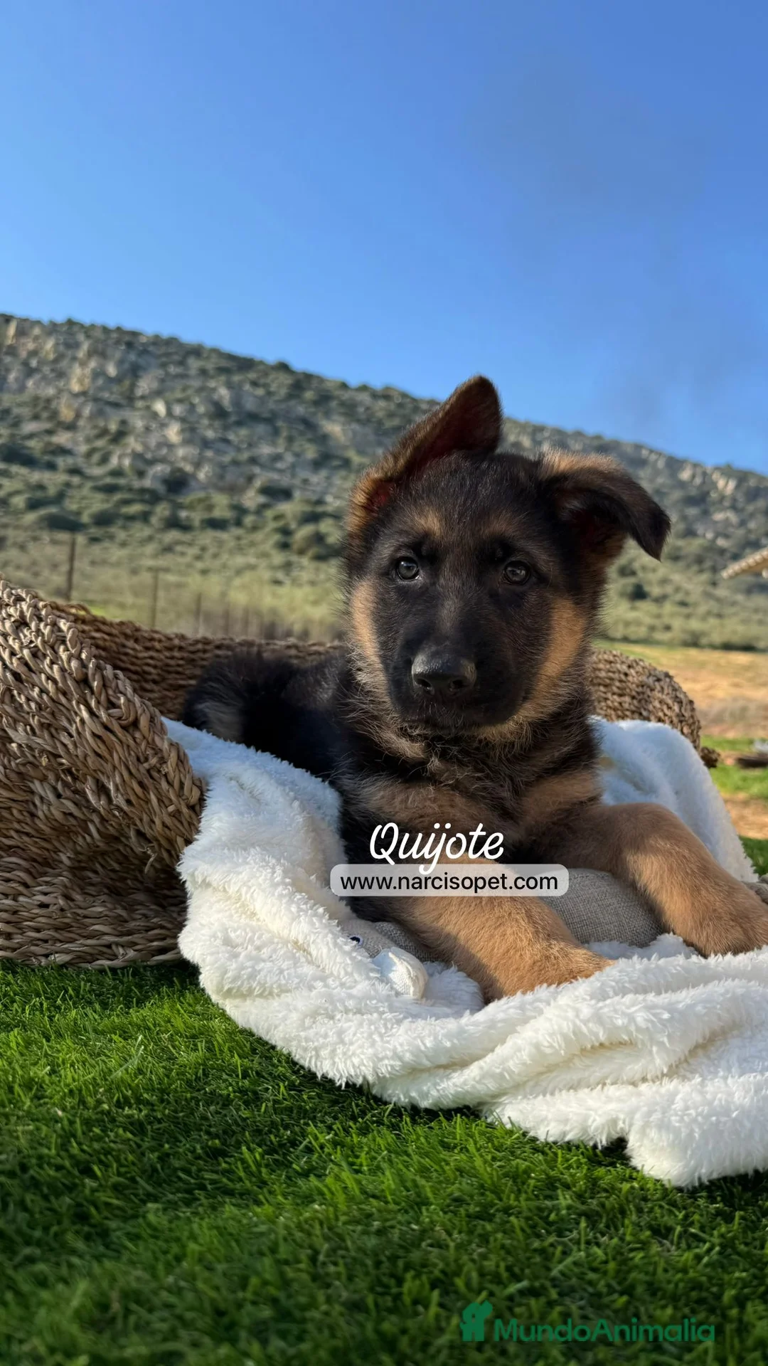 Pastor Alemán perros en venta: PASTOR ALEMAN MACHO - Anuncio 1