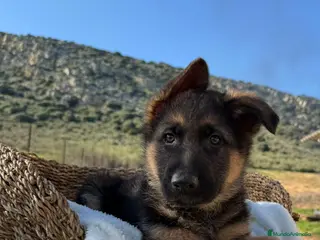 Pastor Alemán perros PASTOR ALEMAN MACHO - Anuncio 2