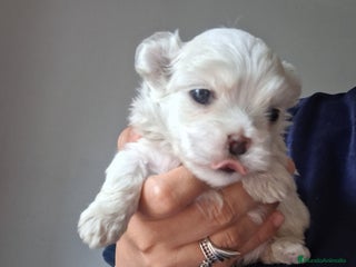Bichón Maltés perros Bichón maltés - Anuncio 1