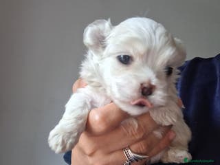 Bichón Maltés perros Bichón maltés - Anuncio 6