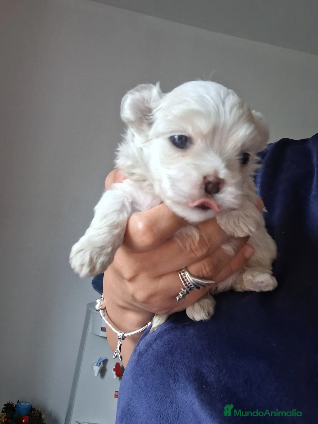 Bichón Maltés perros en venta: Bichón maltés  - Anuncio 1