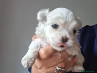 Bichón Maltés perros Bichón maltés - Anuncio 37