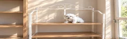 Bichón Maltés perros en venta: Preciosos Bichon maltés  - Anuncio 2