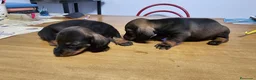 Teckel perros en venta: Espectaculares teckel canichem  - Anuncio 7