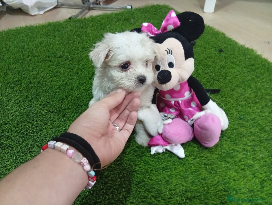 Bichón Maltés perros en venta: ÚLTIMA BICHON MALTES MINI - Imagen 3