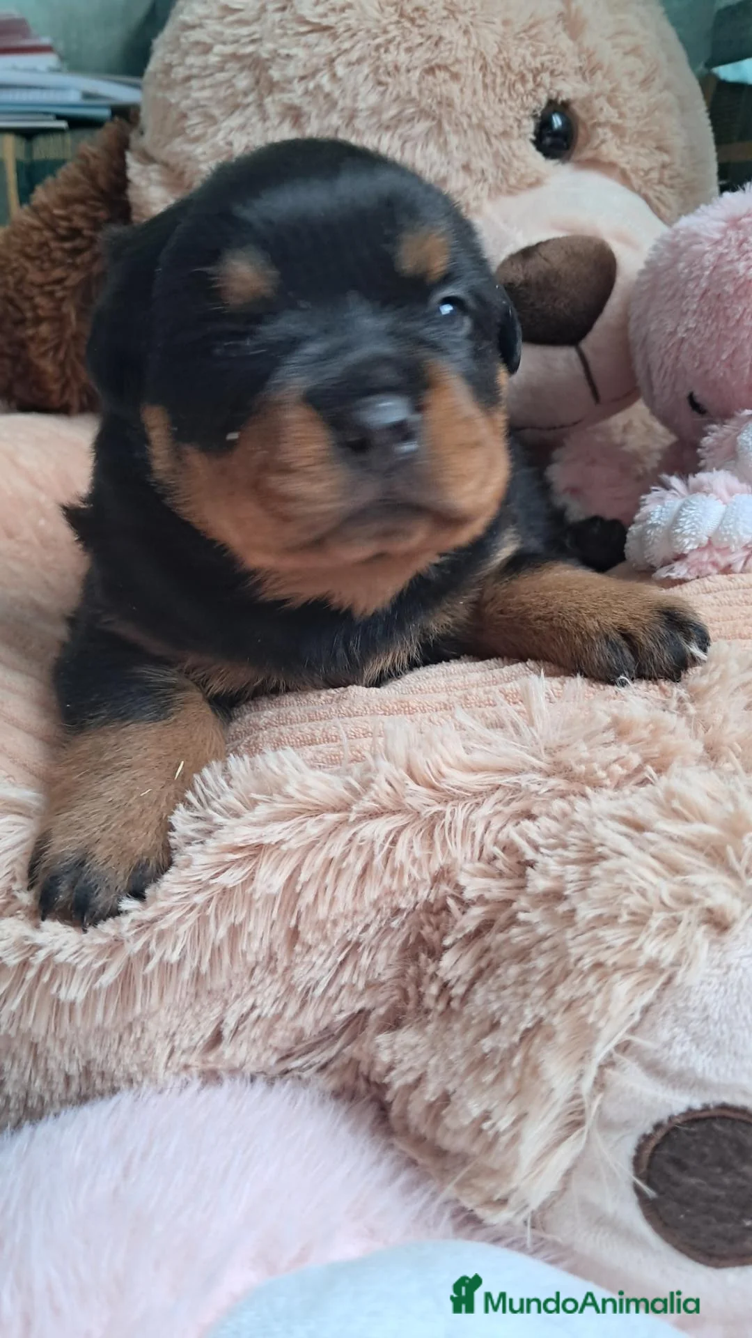 Rottweiler perros en venta: Bebés Rottweiler  - Anuncio 1