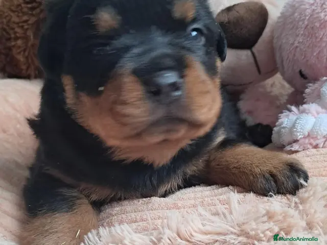 Rottweiler perros en venta: Bebés Rottweiler - Anuncio 1