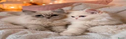 Persa gatos en venta: Persa en Segovia - Anuncio 1