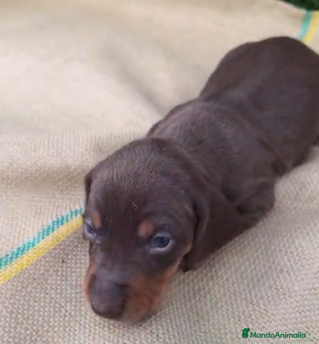 Teckel perros en venta: Teckels Mini Choco - Anuncio 7