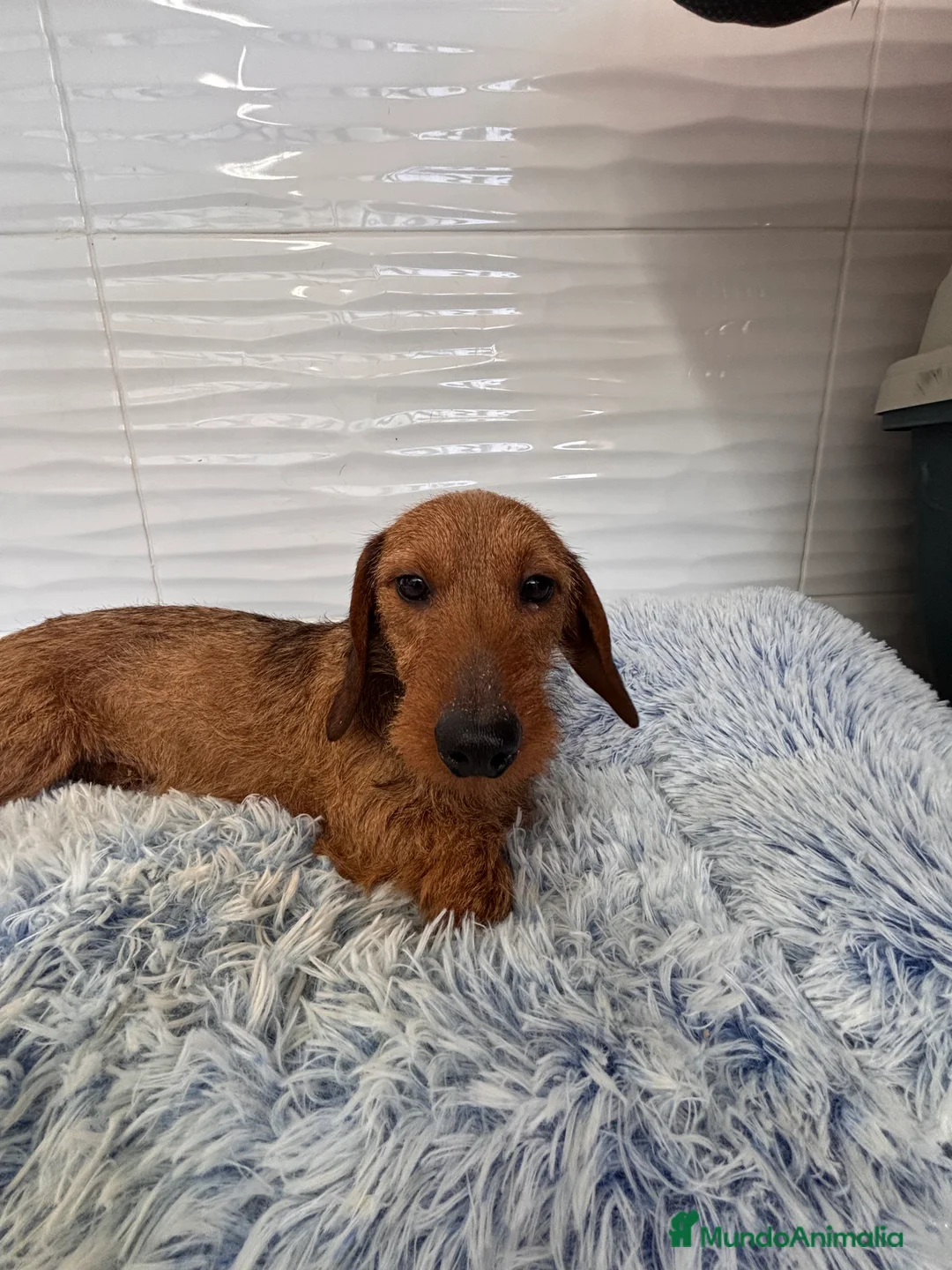 Teckel perros en venta: TECKEL KANINCHEN PELO DURO - Anuncio 1