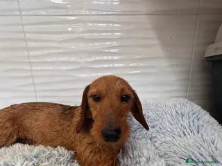 Teckel perros TECKEL KANINCHEN PELO DURO - Anuncio 2