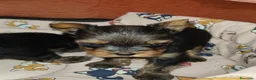Yorkshire Terrier perros en venta: Yorkshire terrier Toy - Anuncio 4