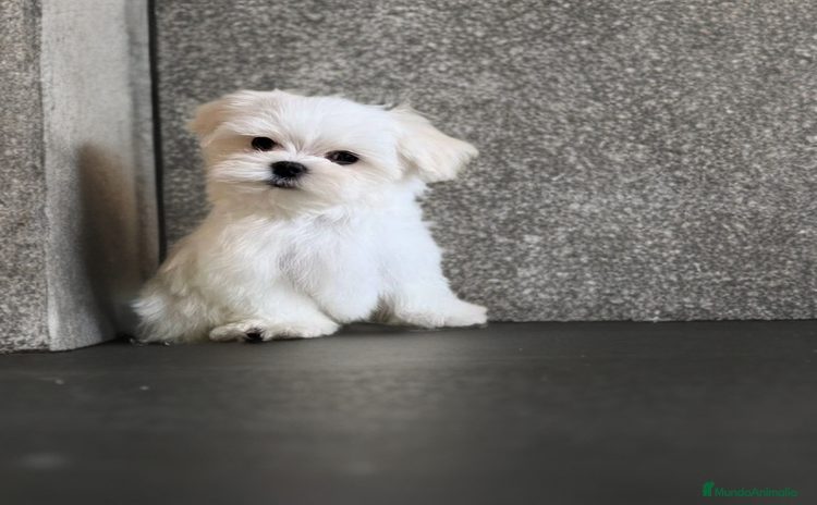 Bichón Maltés perros - Anuncio 1