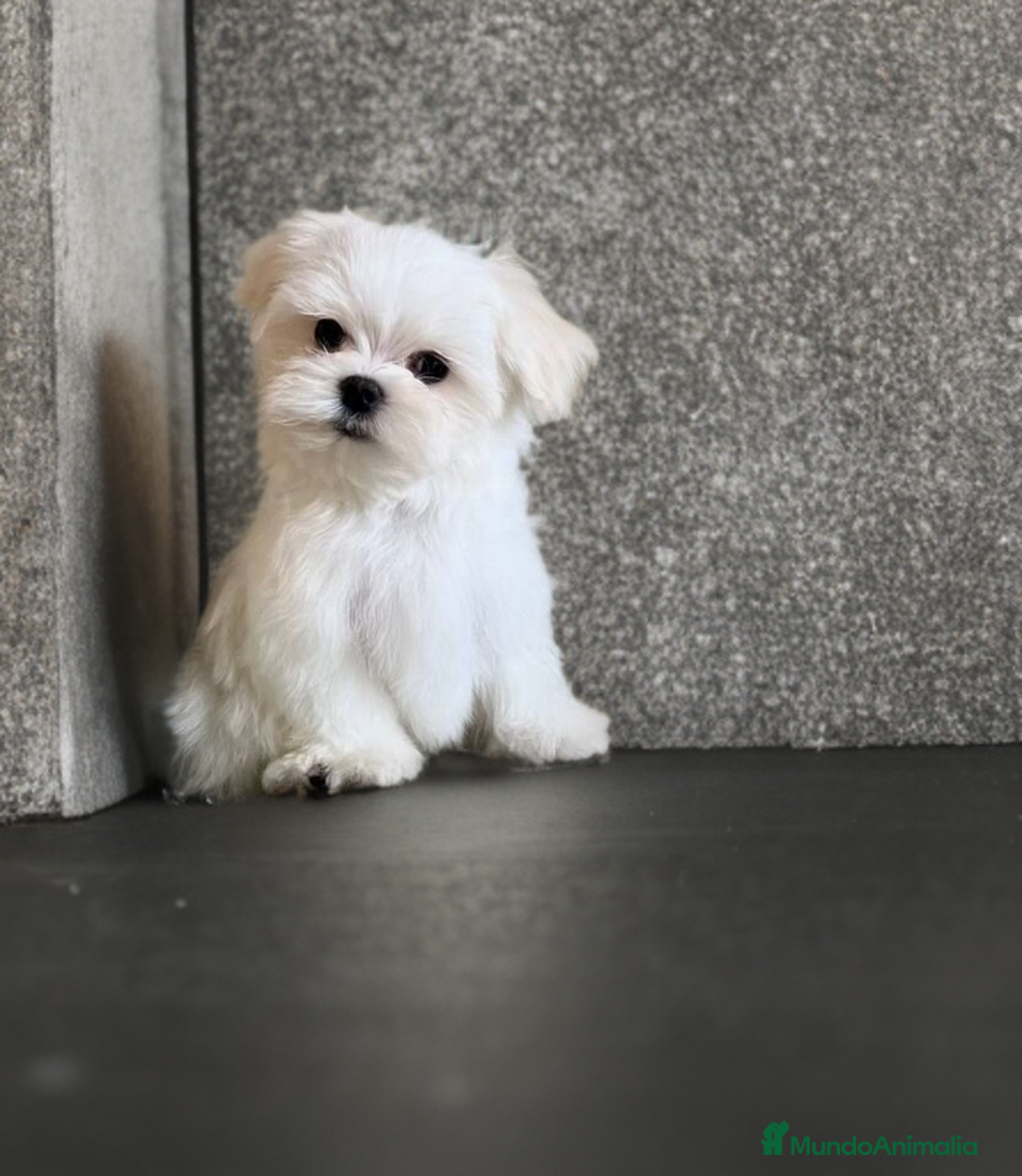 Bichón Maltés perros en venta: ❗❗Bichón maltés toy coreano 👈👈☎️ - Imagen 1