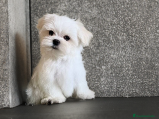 Bichón Maltés perros - Anuncio 8