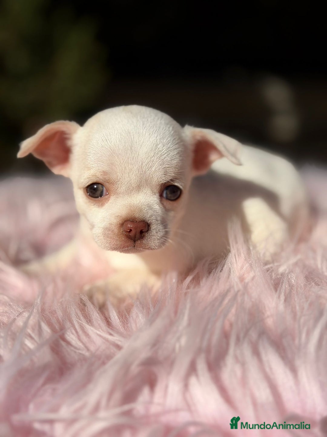 Chihuahua perros en venta: Chihuahua Blanca - Anuncio 1