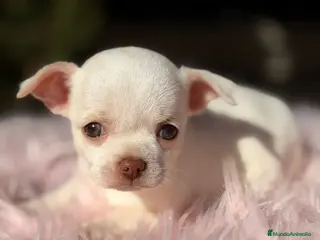 Chihuahua perros Chihuahua Blanca - Anuncio 6
