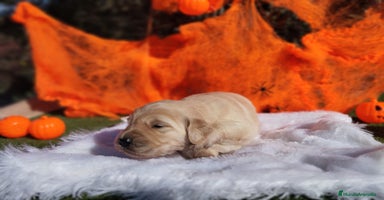 Golden Retriever perros - Anuncio 11