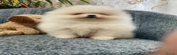Pomerania perros en venta: POMERANIA TOY  - Anuncio 1