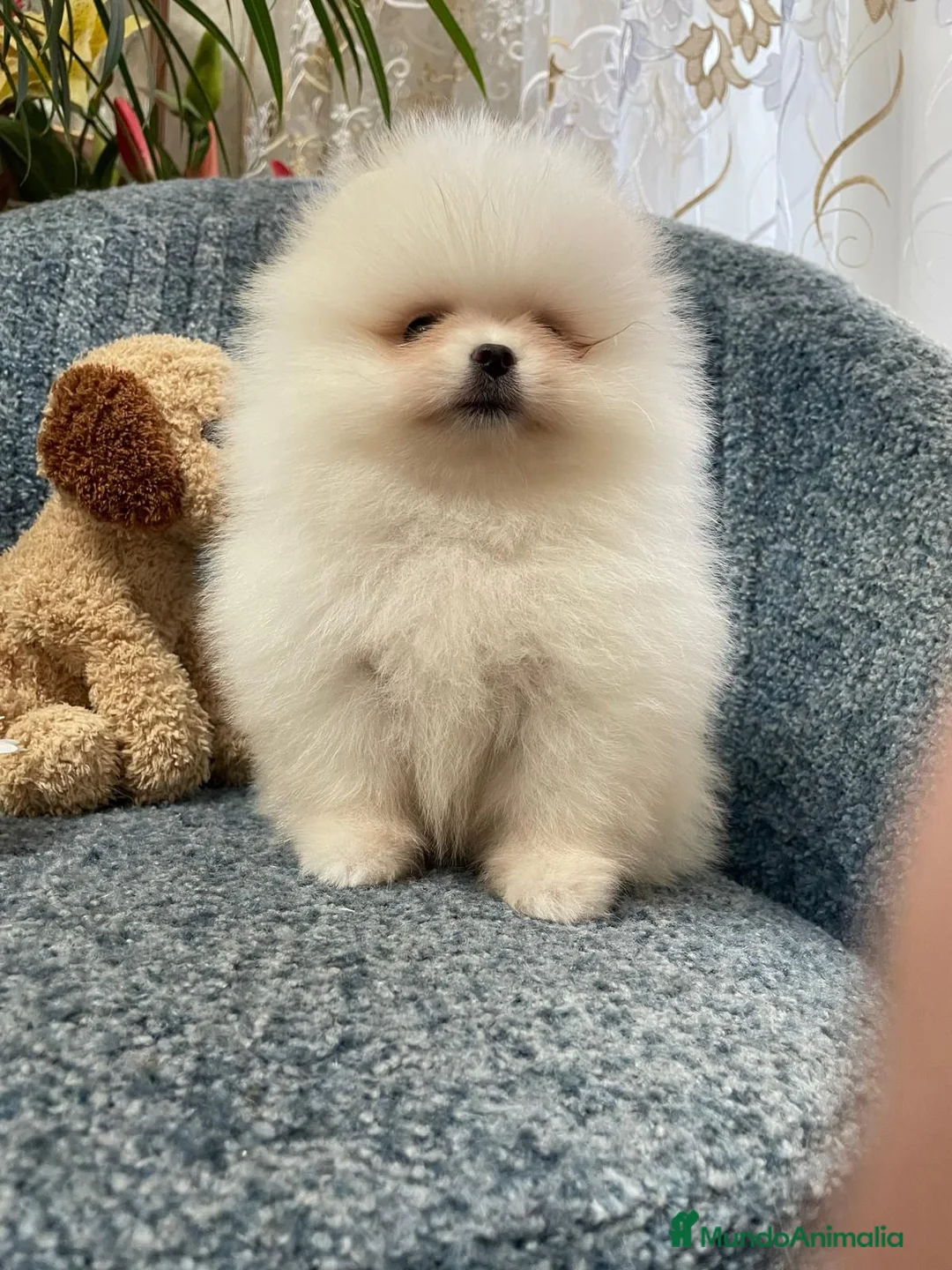 Pomerania perros en venta: POMERANIA TOY  - Anuncio 1
