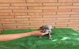Raza Mixta perros en venta: Picolo italiano - Imagen 4