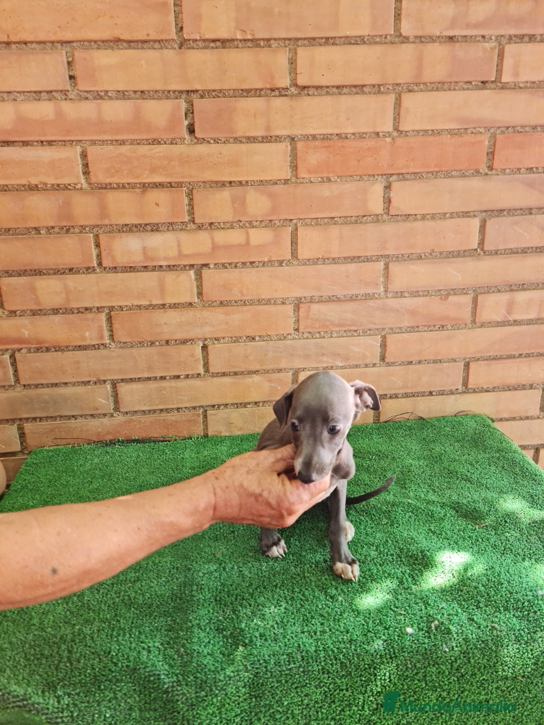 Raza Mixta perros en venta: Picolo italiano - Imagen 4