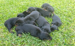 Dobermann perros en venta: CACHORRO DOBERMAN, PRECIO ESPECIAL VERANO  - Imagen 1