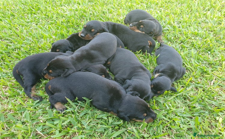 Dobermann perros - Propaganda 5