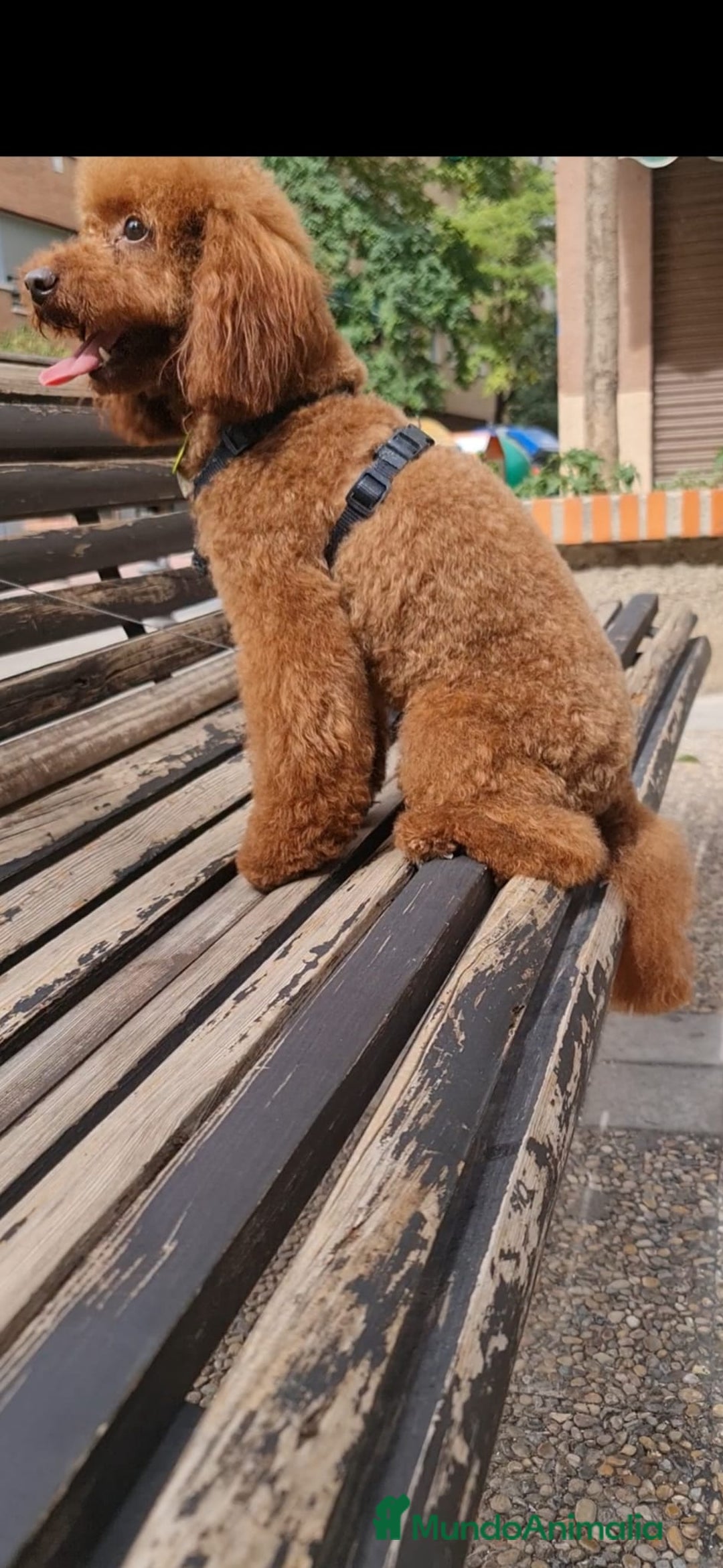 Caniche Toy perros en venta: Caniches madre apricot padre rojo - Anuncio 5