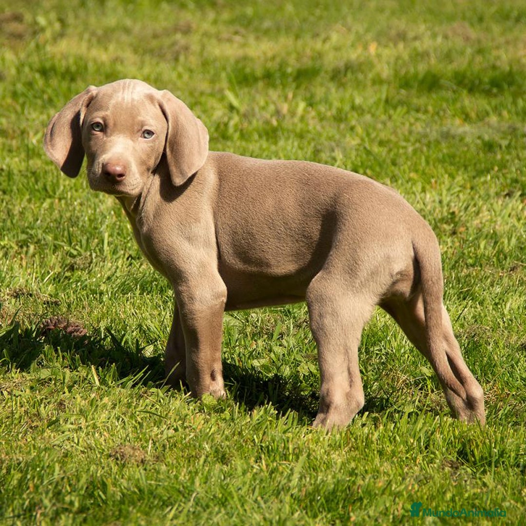 Weimaraner perros en venta: BRACO DE WEIMAR DE CALIDAD  - Imagen 3