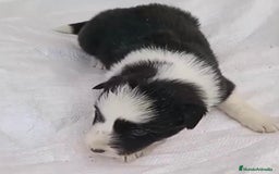 Border Collie perros en venta: Border collie  - Imagen 13