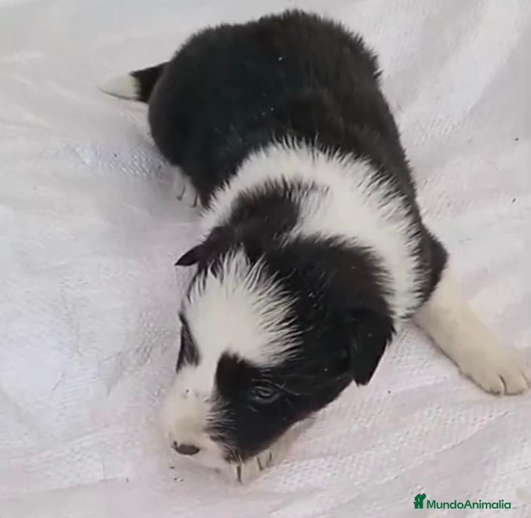 Border Collie perros en venta: Border collie  - Imagen 13