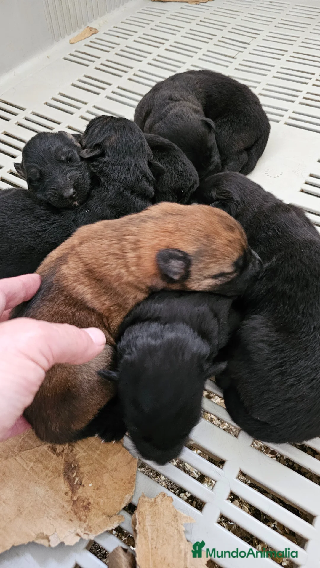 Pastor Alemán perros en venta: Espectaculares cachorros de pastor alemán - Anuncio 2