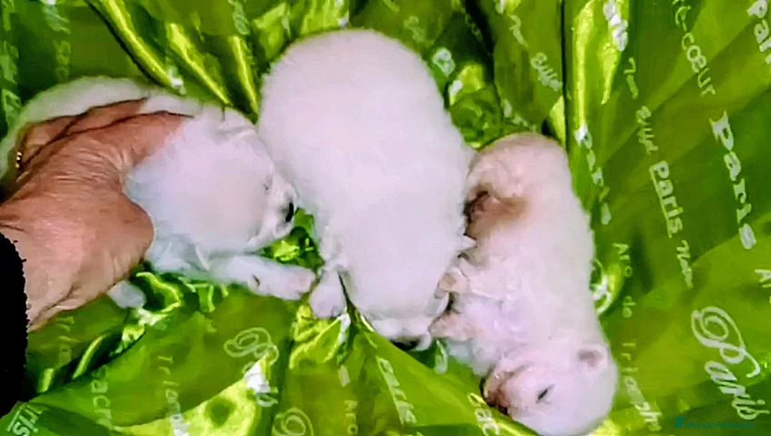 Pomerania perros en venta: POMERANIA MACHO Y HEMBRAS - Anuncio 3