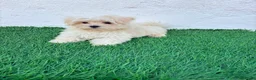 Bichón Maltés perros en venta: Bichon Maltes coreana - Anuncio 7