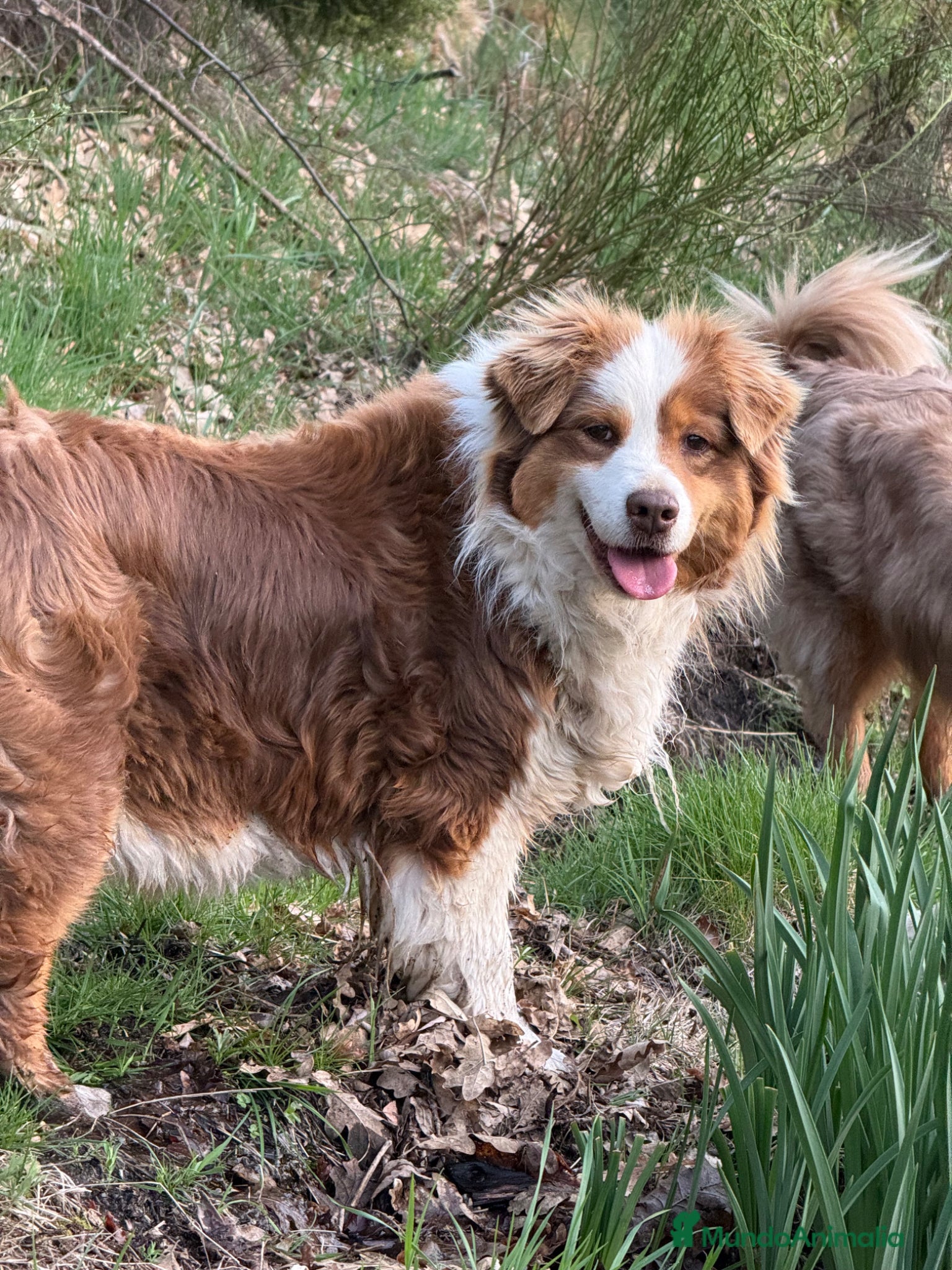 Pastor Australiano perros Hembra roja tricolor  - Anuncio 1