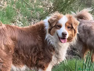 Pastor Australiano perros Hembra roja tricolor - Anuncio 1