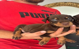 Dobermann perros en venta: Macho Chocolate  - Imagen 1