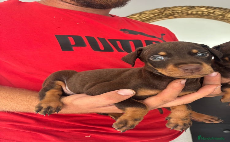 Dobermann perros - Anuncio 8